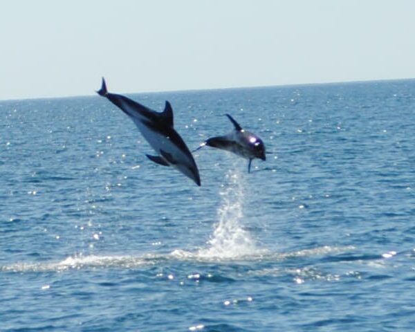 Búsqueda de Delfines  (Verano)