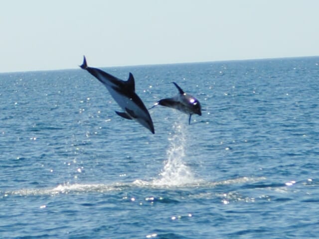 Búsqueda de Delfines  (Verano)